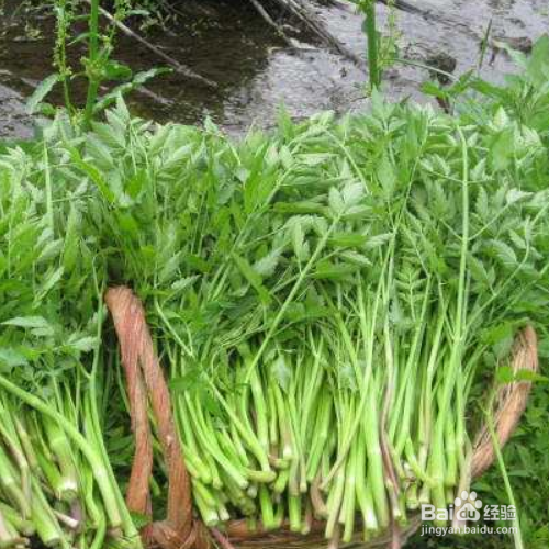 水芹菜的培育方法和注意事项