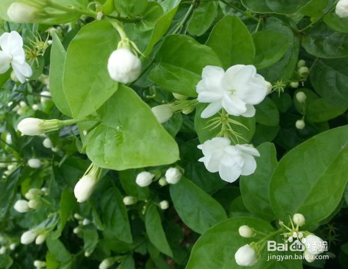 养护茉莉花需要注意哪些方面