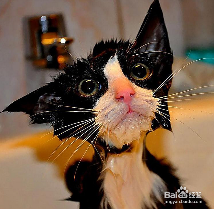 上班族怎么养猫?