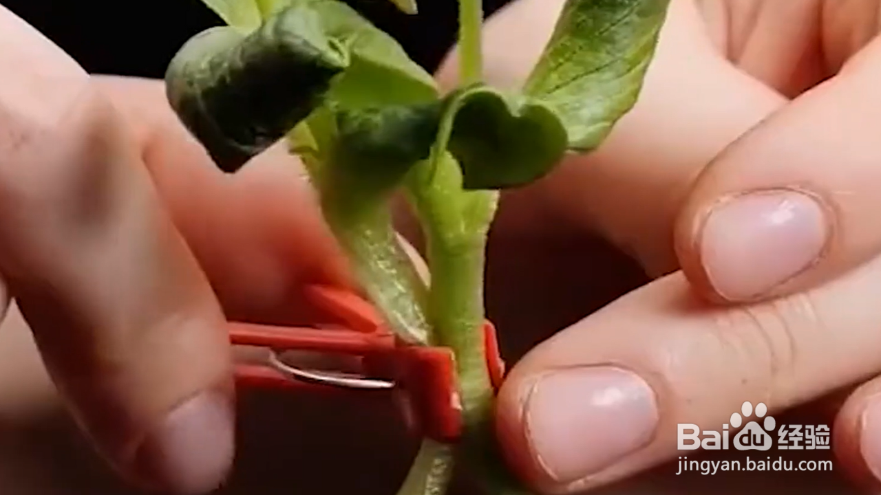 怎样学会实用的种植小技巧