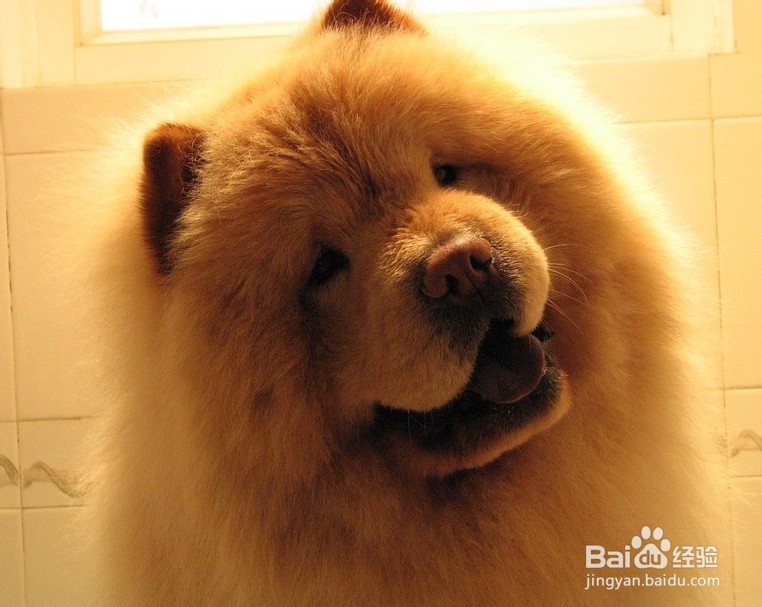 松狮缺钙怎么办?松狮什么时候需要补钙?