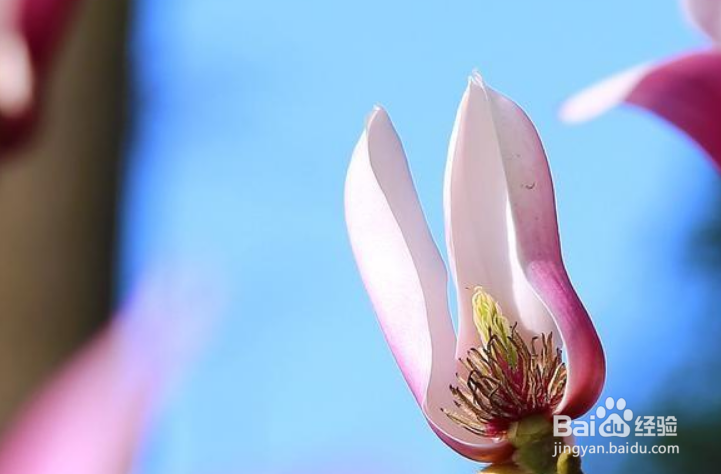 拍摄照片很多人强调“虚化背景”的目的是什么