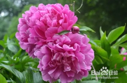 中国名花，五月花神，一开就惊艳全场