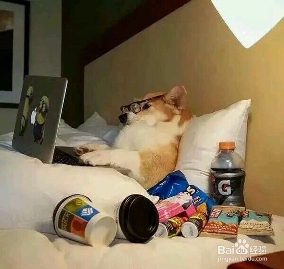 被狗咬伤后应如何进行急救?