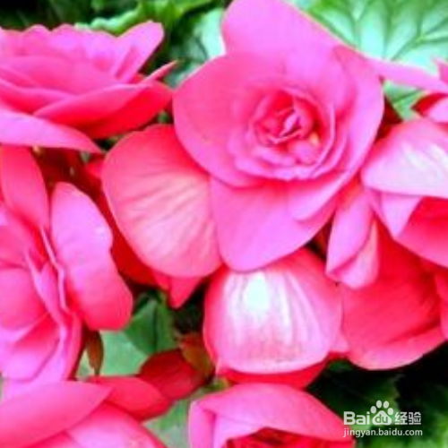丽格海棠花后如何修剪