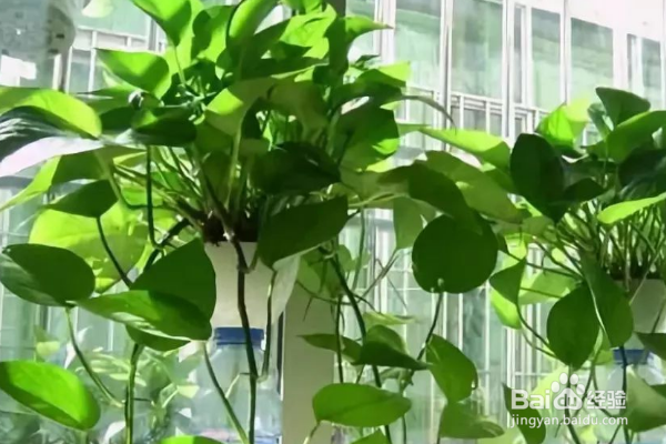 绿萝的养殖方法和注意事项