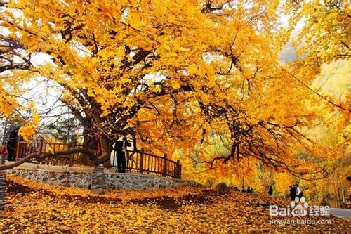 最能欣赏银杏树的地方你去过哪些？