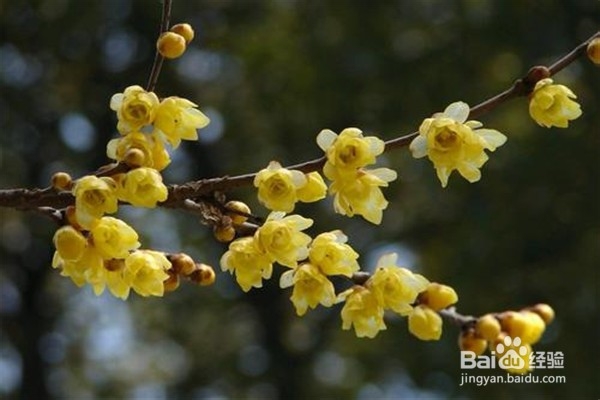 腊梅应该怎么养