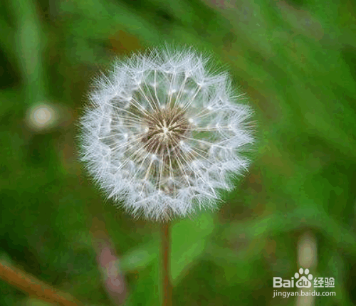 盆栽蒲公英的种植方法