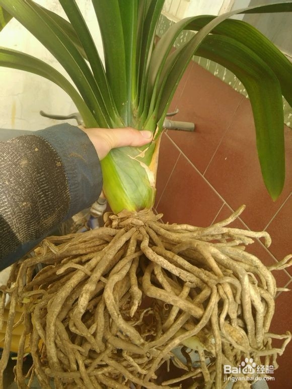 君子兰注意以下几点就会避免烂根、不开花现象