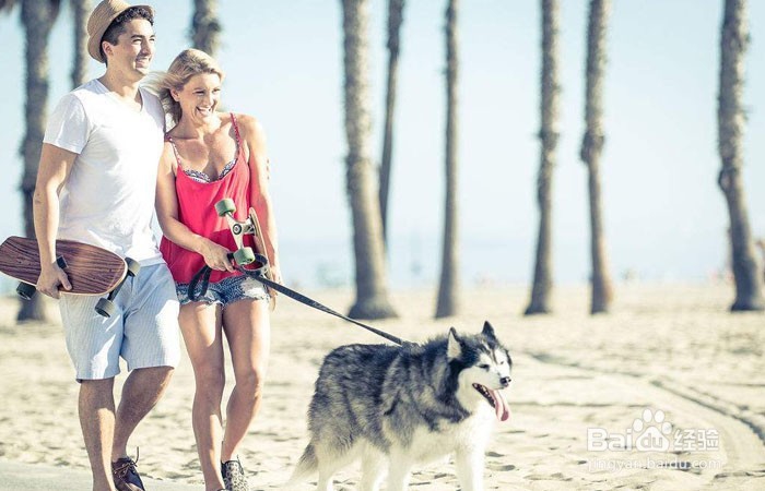 哈士奇护食怎么办