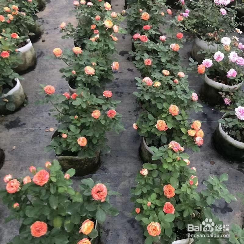 盆栽月季养殖方法和注意事项