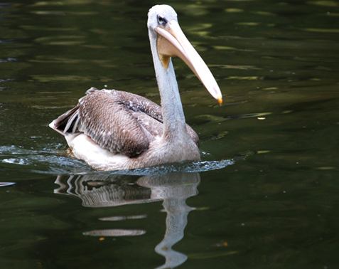 视频教你折鹈鹕