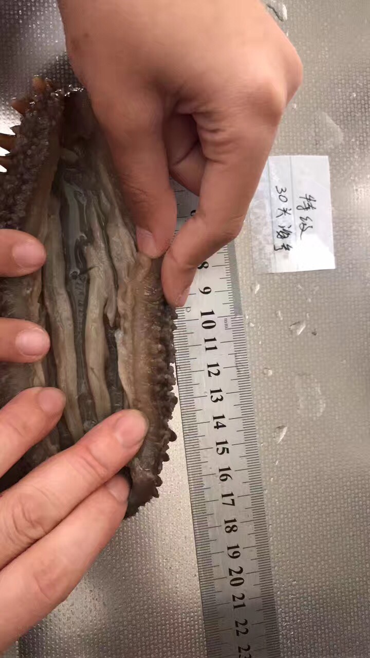 传统海参发制法，原料这么贵，一定要好好利用！