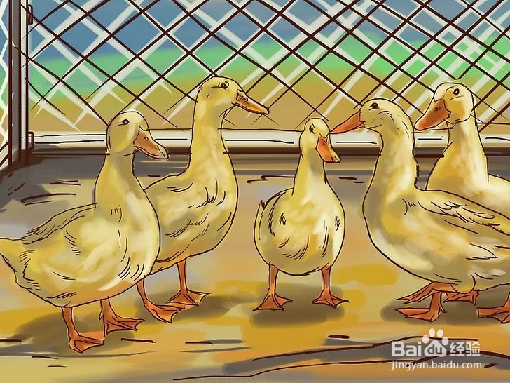 如何照顾小鸭子