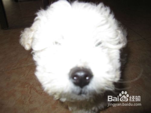 导致宠物狗比熊犬脱毛的七种疾病