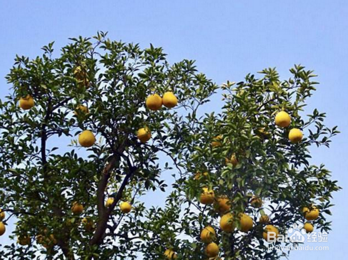 香泡树的养护方法