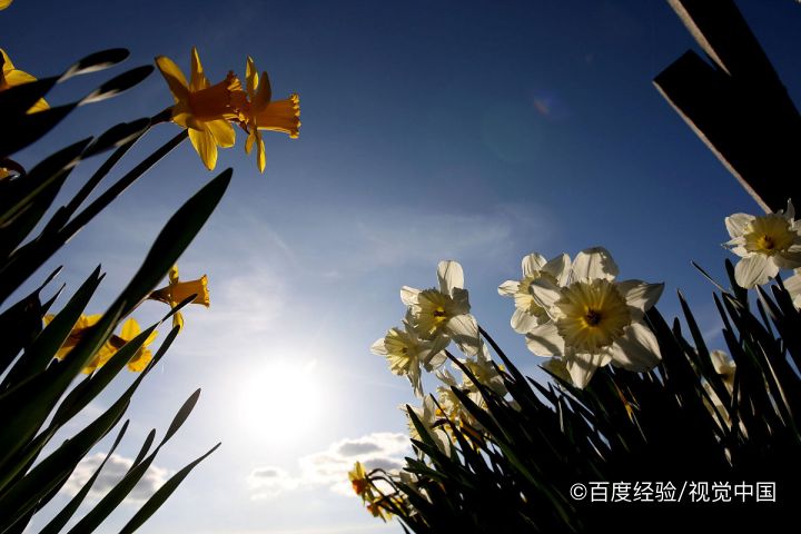 大红袍兰花怎么养