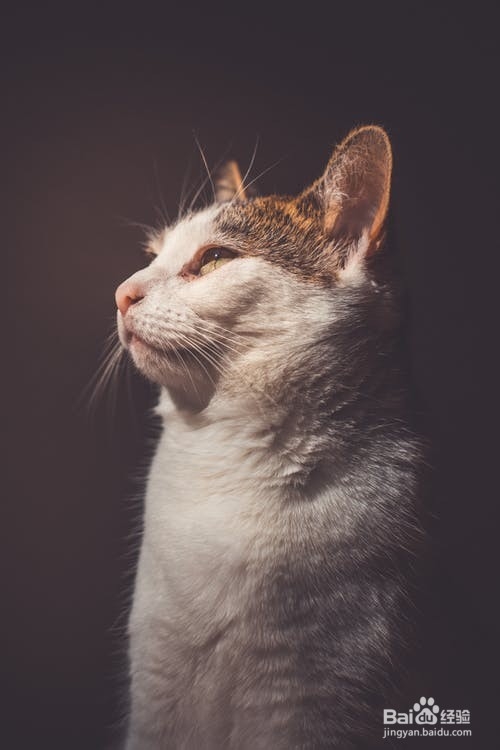 如何简单护理猫妈妈和幼猫