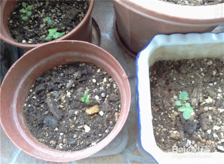 月季从播种到发芽、长叶、开花的全过程