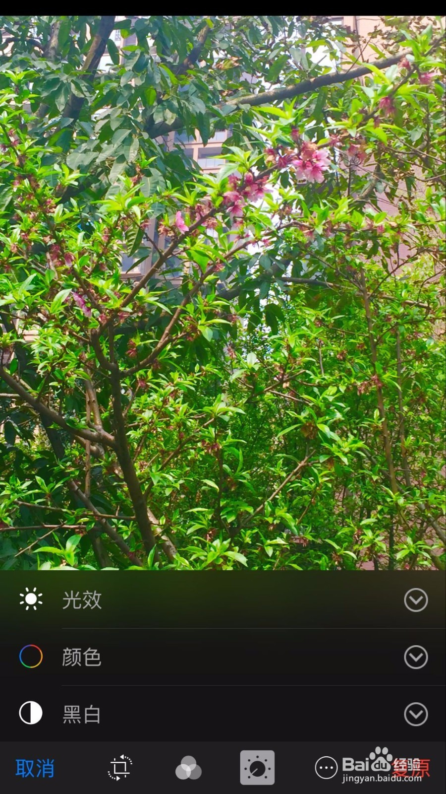 苹果手机把照片变成黑白艺术照的5个方法