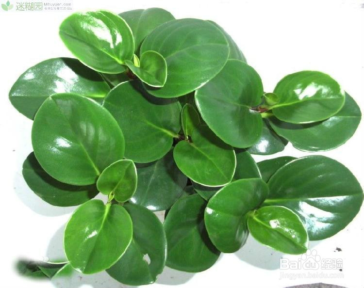 豆瓣绿的养殖方法之八大要点