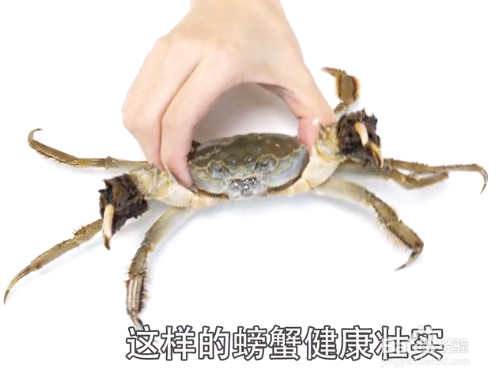 如何挑选大闸蟹才是最新鲜的？