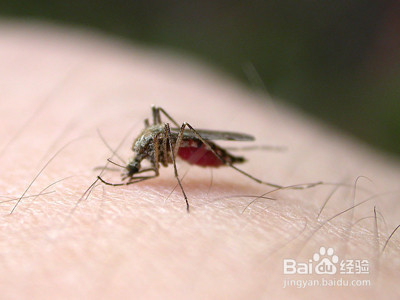 如何自制防蚊虫药水