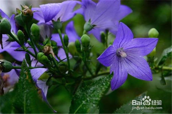 桔梗的养殖技巧和注意事项都有什么？