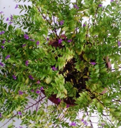 满天星叶子发黄怎么办