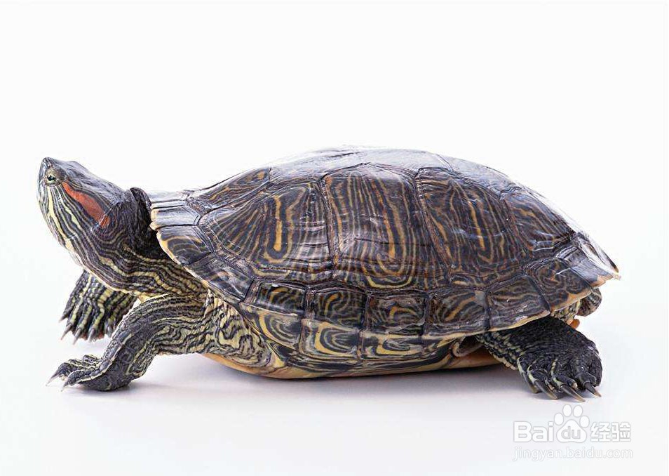 <b>巴西龟饲养方法</b>