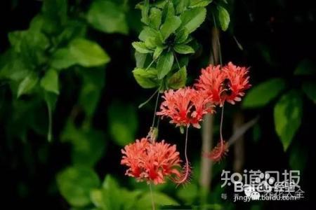 世界最美的8款垂吊花，看一眼就疯狂！