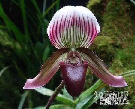 100种兰花品种图鉴，花开瞬间，艳冠群芳！