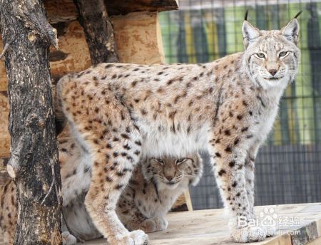 猎豹和欧亚猞猁谁厉害?为什么?