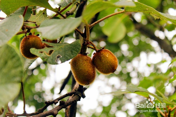 张家界 凤凰古城旅游攻略