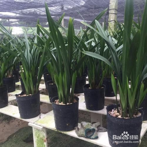 企黑墨兰种植方法