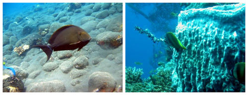 马尔代夫-天堂岛(Paradise)旅游策划