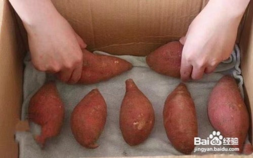 地瓜存放方法
