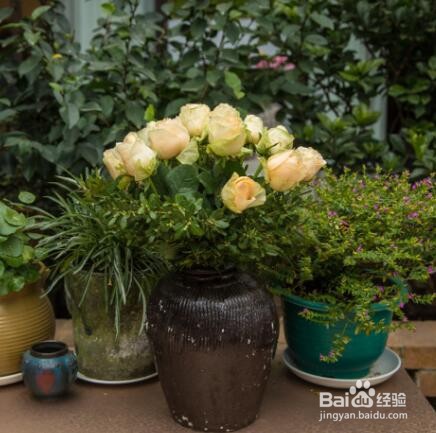 小苍兰怎么种植和养护
