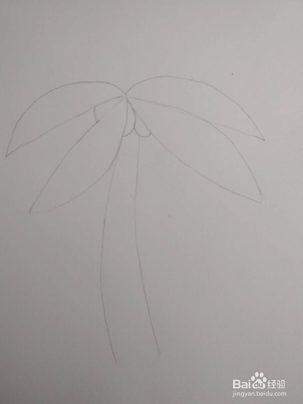 多妈简笔画植物一株椰子树