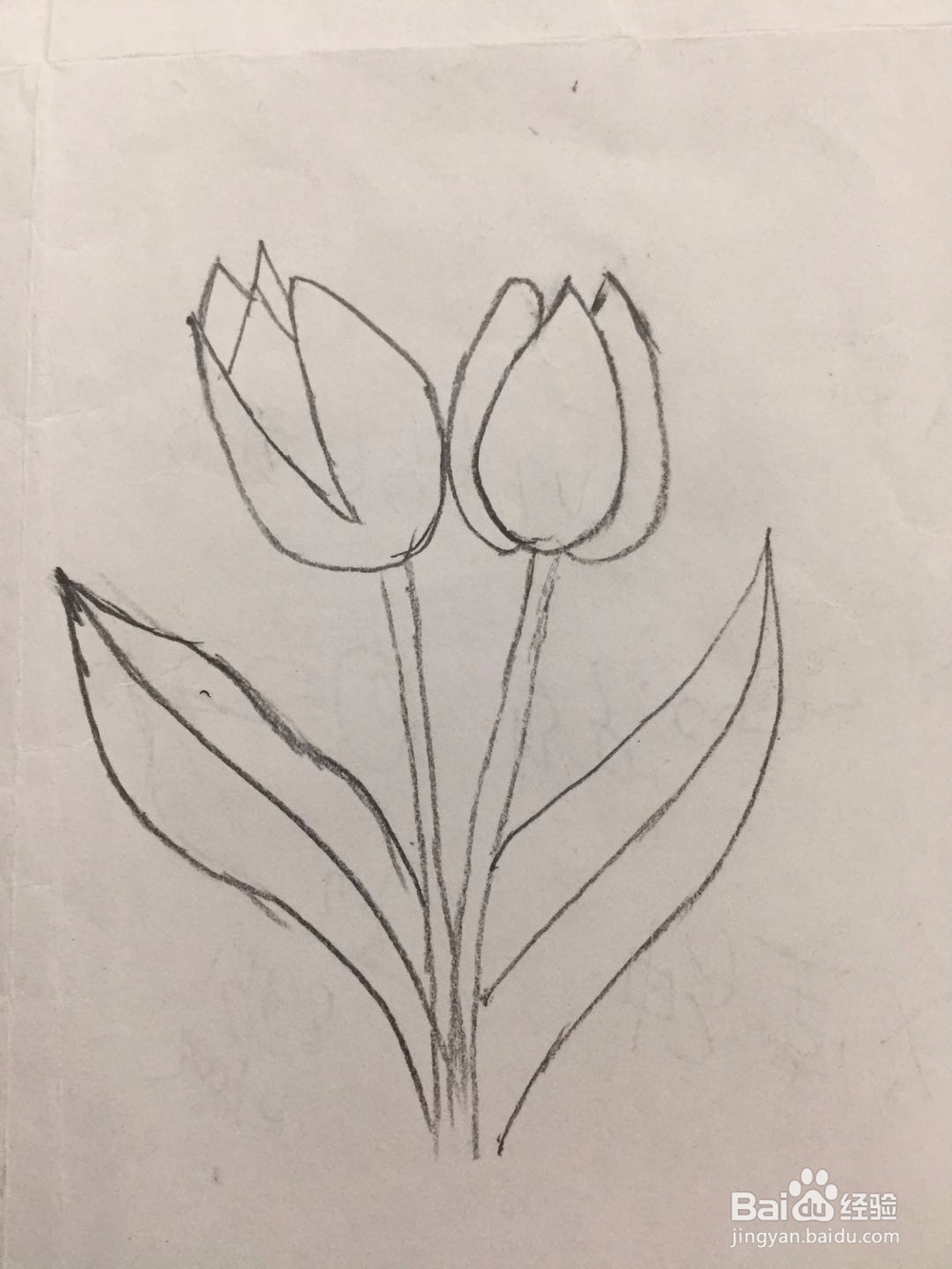 简笔画郁金香的画法