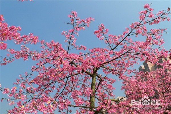 广州有哪些地方可以看花?广州赏花地点大全