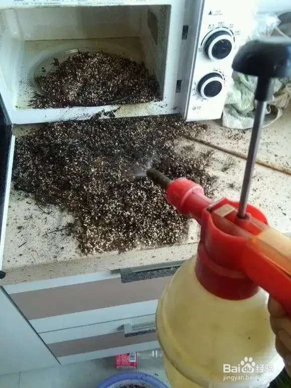 换盆旧土别扔，2个小技巧，旧土变新土！