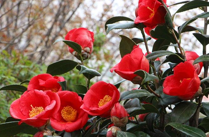 青岛市的市花和市树是什么