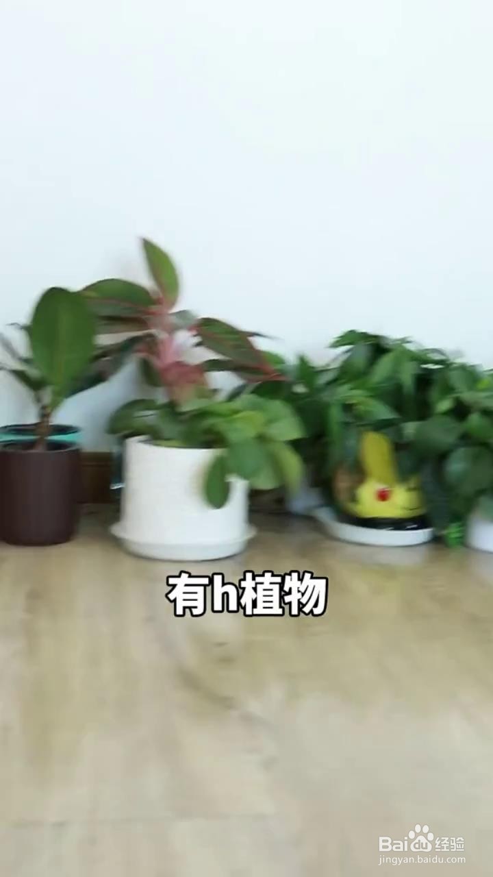 如何正确的饲养狗狗？