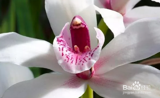 十几年养大花蕙兰经验分享