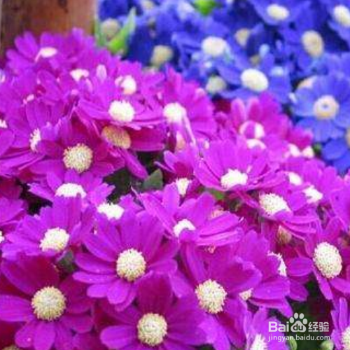 瓜叶菊有毒吗？