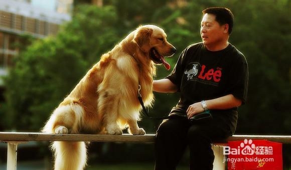 如何挑选优质的金毛猎犬