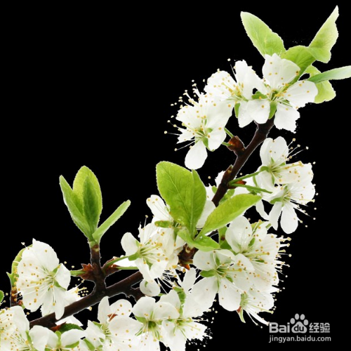 茉莉花怎样养殖，长得比较好？