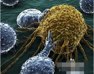 冬虫夏草的功效与作用及食用方法？